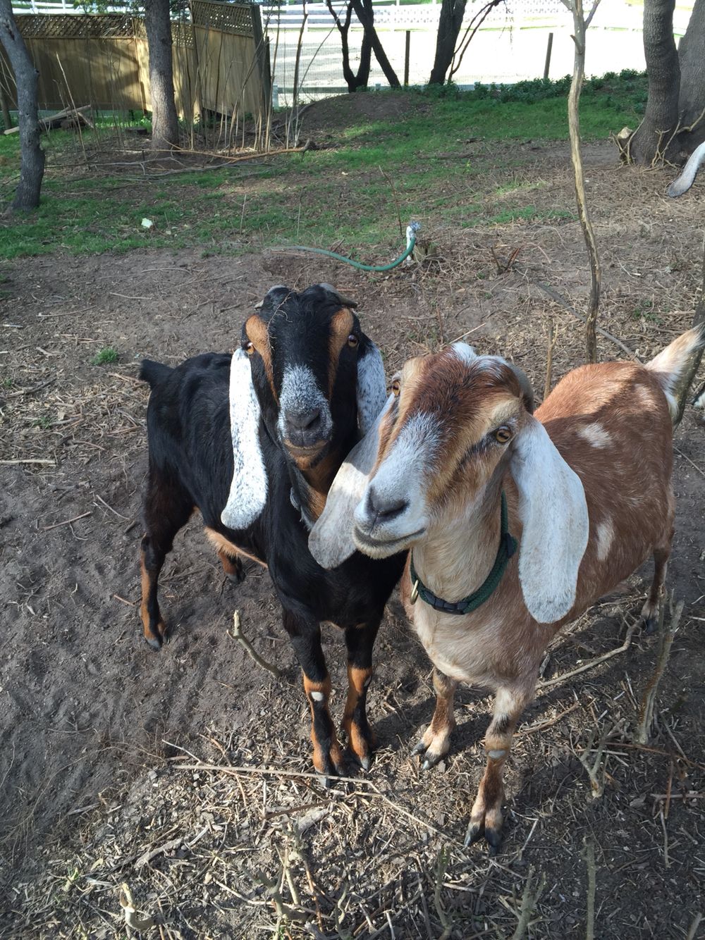 Venta de chivo en pie (promedio 10 kg)