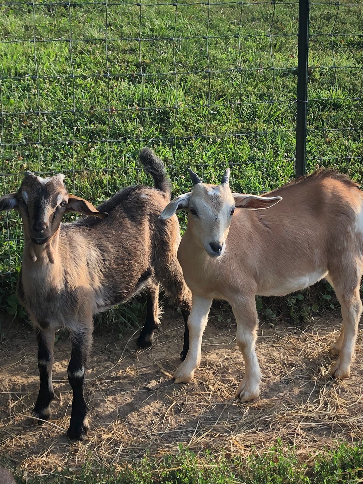Venta de carne de chivo